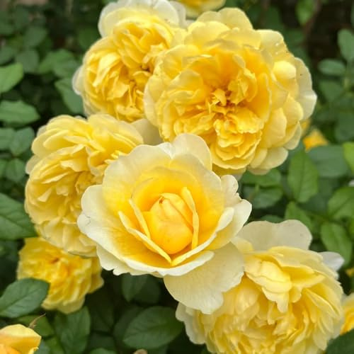 Semillas de rosal, ornamental resistente semillas de resistentes exterior silvestres decoración invernaderos balcón jardín 350pcs