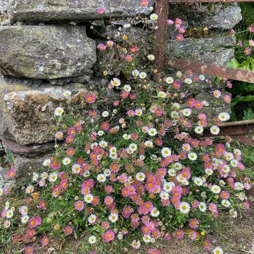 semi di margherita spagnola, per gli amanti del giardino per luoghi soleggiati esotico semi di come bomboniera resistenti resistenti giardini rocciosi 350pcs