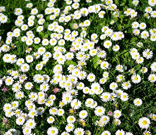 Wiesengänseblümchen - Bellis perennis - Gänseblümchen - Blume - 1000 Samen