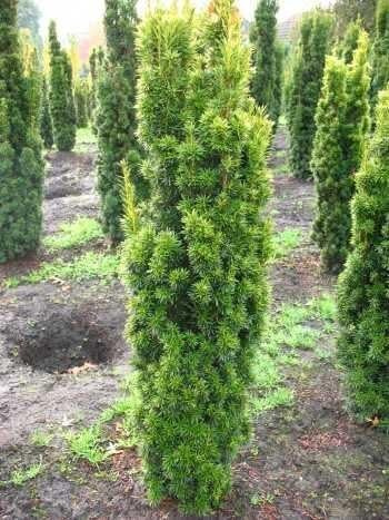 Säuleneibe Taxus baccata Fastigiata Aureomarginata 80-90 cm hoch Ballen | Immergrün, winterhart & schnittverträglich – säulenförmiger Wuchs mit gelben Nadeln, ideal für Formschnitt