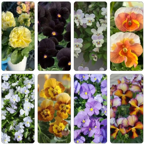 pensamientos Cobertura perenne resistente de balcón primavera de bonsái reverdecimiento tejados arbusto mariposas jardín interior semillas 950pcs