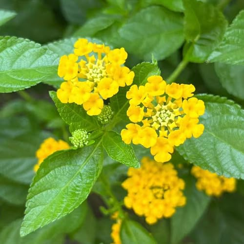 lantana - semi perenni esotici resistenti per il sole pieno decorazione selvatica balcone semi perenni balcone 100pcs