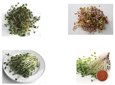 400 g BIO Keimsprossen Mischung -Diabolo MIX- Keimsaat 4 x 100 g Samen für die Sprossenanzucht Senf, Radies, Daikon-Rettich, Kresse Sprossen Microgreen Mikrogrün