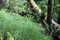 Balai vert fougère arbre asparagus virgatus, 20 graines faciles à cultiver