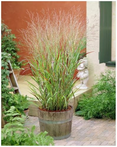 Stauden Gänge 3 x Panicum virgatum 'Rehbraun' Rutenhirse winterhart | Hohes Ziergras mit rotbrauner Herbstfärbung für sonnige Beete, mehrjährig, winterhart, Solitär, 1 L Topf (11x11 cm)