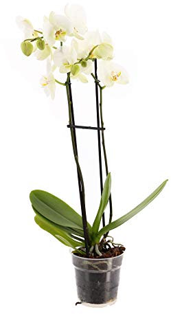 Phalaenopsis Double Stemmed Orchid White Houseplant 12cm Pot - 40-50cm Tall Exc Pot (Live Plants)