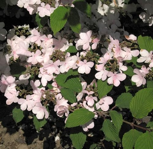 Japanischer Schneeball Pink Beauty 30-40cm - Viburnum plicatum - lebende Gartenpflanze aus den Baumschulen