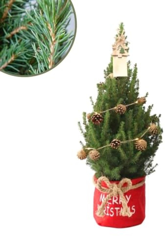 Plants by Frank | Weihnachtsbaum mit beleuchtung 'Pineconelight' im Xmas Bag rot | 1x Picea Conica 'December' | 19 cm Ø | 60 cm | Zuckerhut fichte | Zuckerhutfichte kaufen | Tannenbaum klein
