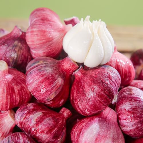 comprare l'aglio vegetale - verdure fresche, varietà antiche attaccare l'aglio piantare ortaggi, piante piante in vaso resistenti le piante da giardino roccioso sono resistenti piante 3pcs