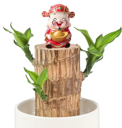 Muzboo Brazilian Lucky Wood Plant – Hydroponic Mini Fortune Tree with Plastic Tray,Indoor Potted Plant for Desktop,Home or Office Decor (1, God of Wealth)