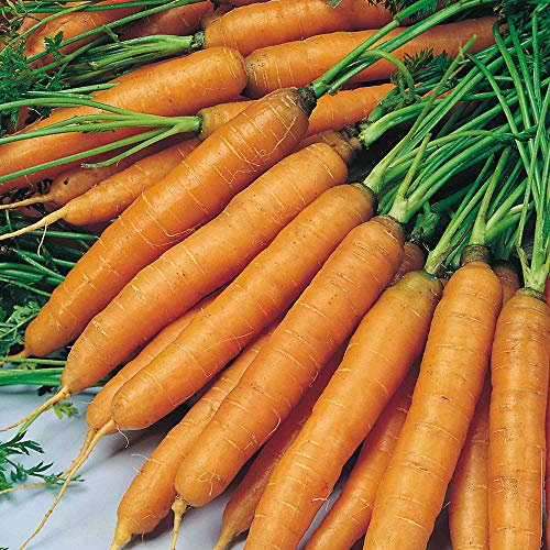 Suttons Carrot Seeds Amsterdam Forcing 3, Vegetable Seed, Approx. 1500 Seeds per Pack, Grow Your own, Ideal for Containers, Beds and Borders, and Greenhouses