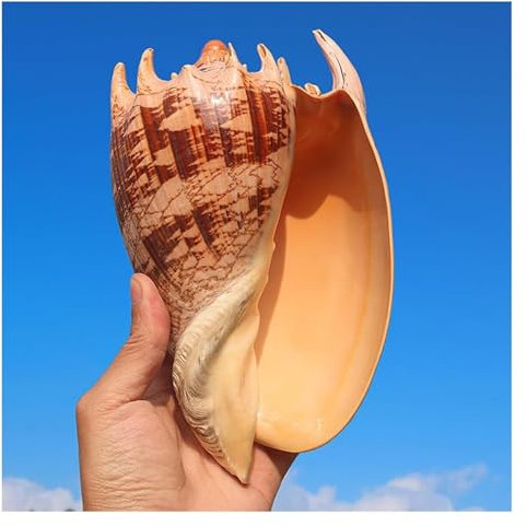 Coquillage naturel de coquille de noix de Conque， Énorme conque océanique 14-23 cm, coquillages géants parfaits for la décoration de mariage, fête sur la plage, décorations for la maison (1 pièce)(17/
