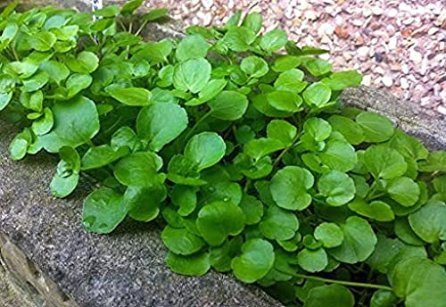 Graines De Cresson Vert Aquatique Paquet De 100 Graines