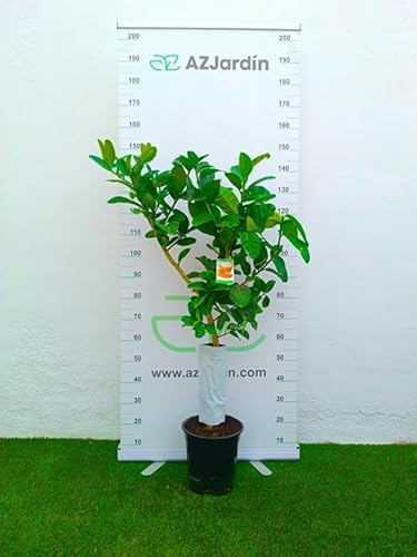 AZJARDIN.COM-Limonero Mano de Buda, Amarillo, Asiático, Uso en Exterior e Interior, Cítrico Ornamental, Aromático, Simbólico de Buena Fortuna