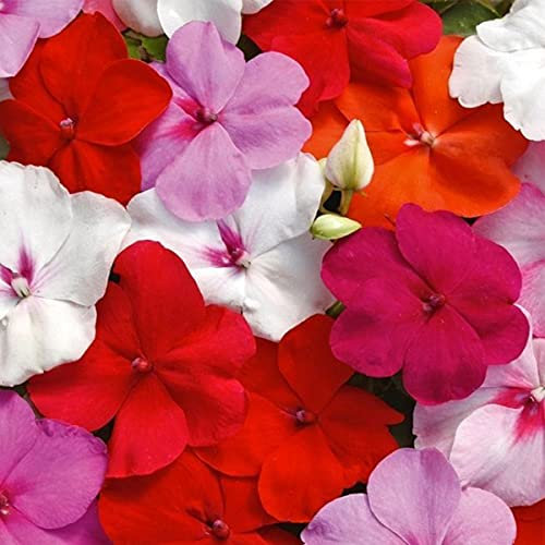 Welldales 50 UK Giant Busy Lizzie Seeds Grow Impatiens Walleriana Plants Colourful Flower Mix