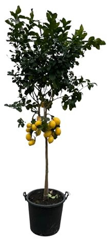 Trendyplants – citronträd – citronträd – höjd 250–270 cm – krukstorlek Ø 50 cm