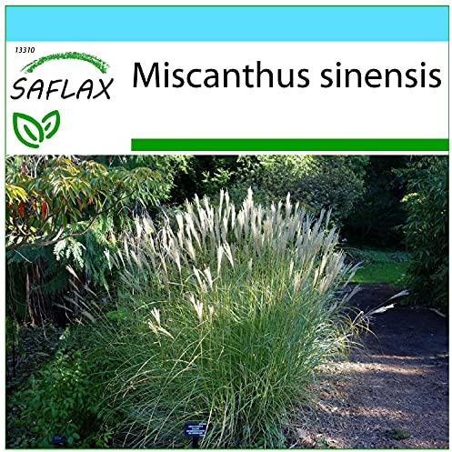 SAFLAX - Confezione regalo - Erba elefantina - 200 semi - Miscanthus sinensis