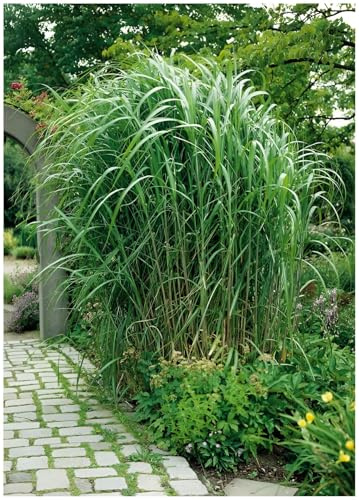 Stauden Gänge 1 x Miscanthus x giganteus im XXL Topf (Ziergras/Gräser/Winterhart/Mehrjährig/Staude) Riesenchinaschilf/Elefantengras - Ein Riese, der Ihren Garten belebt - top für Hecke