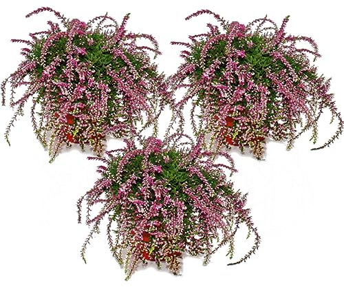 Hängende Calluna - Set mit 3 Pflanzen - hängende Besenheide - Heidepflanze - winterhart - 12cm Topf - weiss
