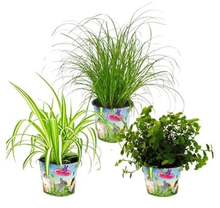 Zimmerpflanzen-Trio Heimtierfutter - Set mit 3 verschiedenen Futterpflanzen - Golliwog - Katzengras - Grünlilie