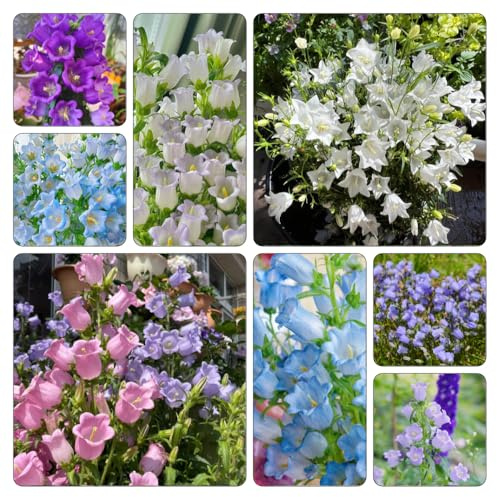 semi campanula decorazioni giardino decorazione giardino balcone parterre resistenti 600pcs