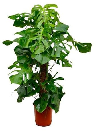 Monstera Deliciosa Köstliches Fensterblatt Gartenpflanze Ø27 cm 150 cm | pflegearm, für Wohnraum und Arbeitsplatz, dekorativer Wuchs, für helle Standorte