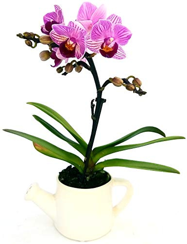 POWERS TO FLOWERS - ORCHIDEA PHALAENOPSIS FUCSIA IN VASO INNAFFIATOIO, Orchidea Falenopsis, Pianta Vera 4