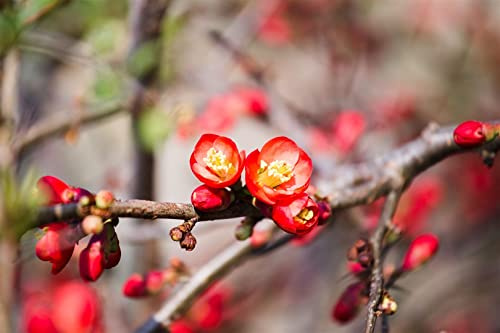 Chaenomeles x superba 'Crimson and Gold' 40-60 cm – Winterhart, Mehrjährig, Pflegeleicht – Zierquitte – Heckenpflanze für Garten & Beet