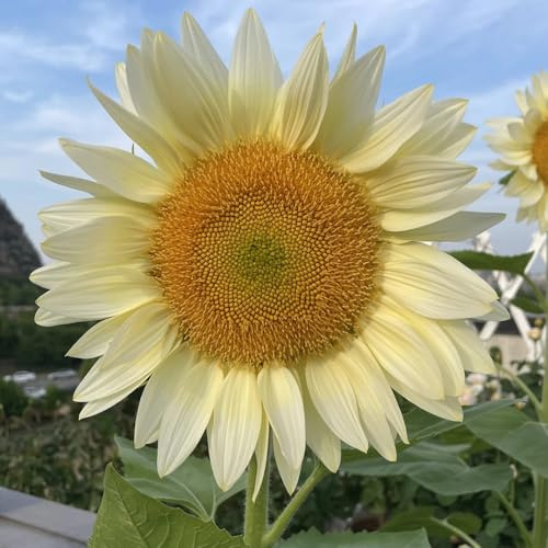 sonnenblumensamen mehrjährig winterhart - bodendecker garten 60pcs