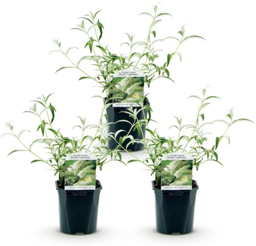 Buddleja Davidii, Arbusto da Giardino, Bianco, Set da 3, Vaso 17cm