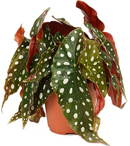 Begonia Maculata Natural Planta de Interior Perfecta para Crear un Espacio Original en el Hogar