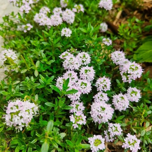 semillas de tomillo cubresuelo - exóticas balcón, jardín rocas 550pcs