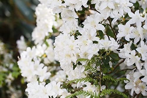 Zwergrhododendron Rhododendron carolinianum Dora Amateis 20-25 cm winterhart