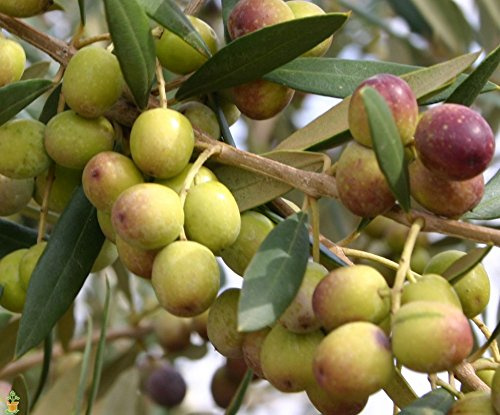 Pianta di ulivo, olea europea, pianta da olio o ornamentale, h130-150cm, età 2 anni (Biancolilla)