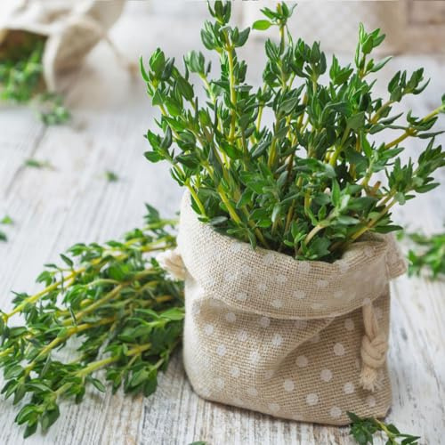 Semi di menta piperita - vecchie varietà resistenti per giardini rocciosi menta raro giardino semi di 1000pcs