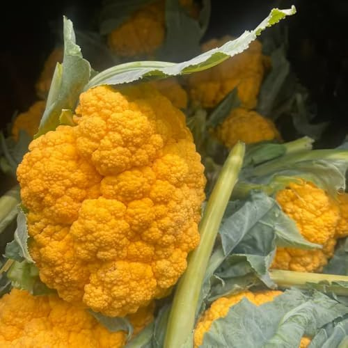 Coliflor sostenibles Semillas de coliflor balcón de invernadero exótico semillas orgánicas, variedades tradicionales en bancales elevados jardín en 30semillas