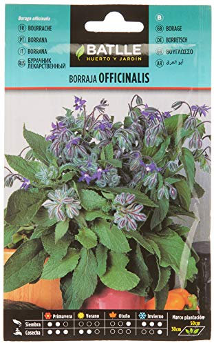 Graines aromatiques de Batlle - Bourrache Officinale (6g)