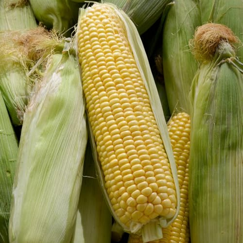 PREMIER SEEDS DIRECT - SWEETCORN SEEDS- Swift F1-45 Finest Seeds