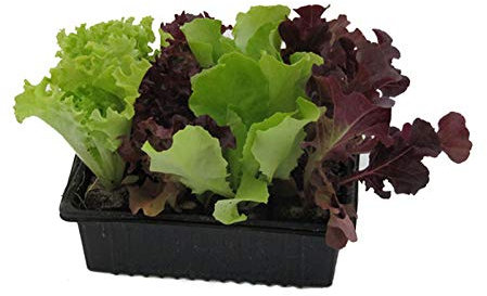 Salatjungpflanzen, Salatjungpflanzen 10er Set, Lactuca sativa var. capitata