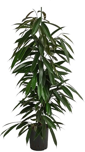 Dehner Birkenfeige Amstel King, in Hydrokultur, ca. 120 cm, Ø Topf 18 cm | Ficus binnendijkii, inkl. Wasserstandsanzeiger, Zimmerpalme, luftreinigend, für helle Standorte ohne direkte Sonne
