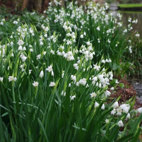 märzenbecher blumenwiese kräutergarten bodendecker winterhart mehrjährig deko büro hochbeet balkon frühlingsblumen pflanztopf extrem winterharte kübelpflanzen dekopflanzen exotische 10zwiebeln