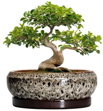 EPFamily Bonsai-Pflanzgefäß, 33 cm, große Keramik-Sukkulenten-Übertöpfe, Flacher Pflanztopf für den Innenbereich mit Ablaufloch und Tablett, Bonsaischale, runde Schale, Übertopf für den Außenbereich