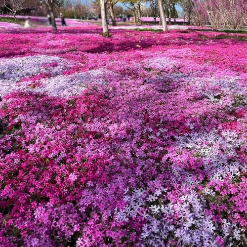 flox cubresuelo resistente - semillas exóticas, resistentes flox de alfombra, jardín de rocas resistentes 150pcs