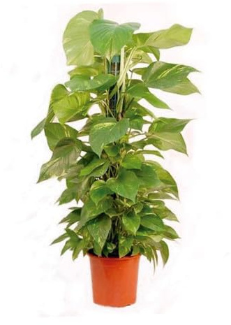 Potho Tutor Disfruta de la Belleza Natural de la Enredadera de Esta Planta