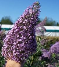 Buddleia x davidii 'Gulliver' / Arbre aux papillons à fleurs géantes/Conteneur de 3 à 4 litres/Arbuste florifère