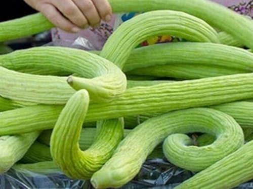 Buy4seeds 12 Yard Long Armenian Cucumber Seeds Easy for Grow Garden