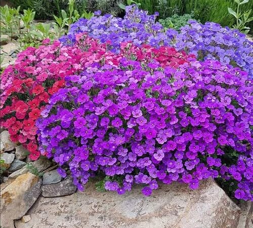 100 Stück gemischte Aubrieta-Blumensamen