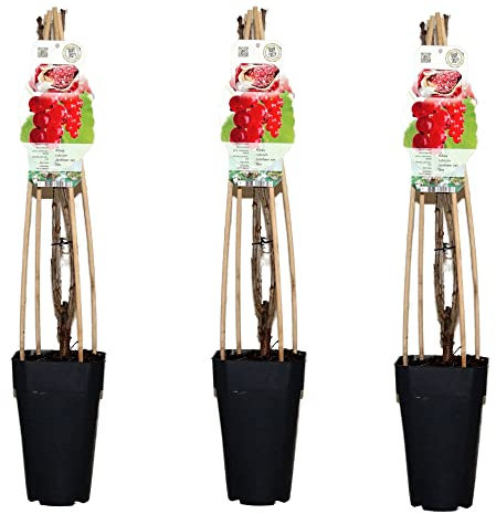 Rote Johannisbeere, (Ribes rubrum), Sorte: Jonkheer van Tets, im 14cm Topf, ca. 65cm hoch, Pflanzen aus nachhaltigem Anbau