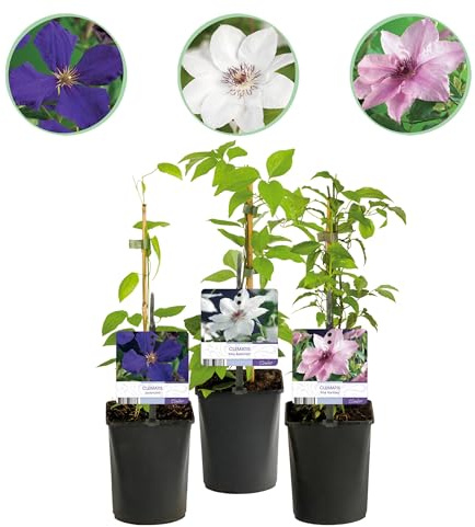Planta trepadora - Clematis Tricolor - Flor Rosa Blanco Morado - Bajo mantenimiento - 3 plantas - 30-40cm - Ø10cm - Planta de jardín