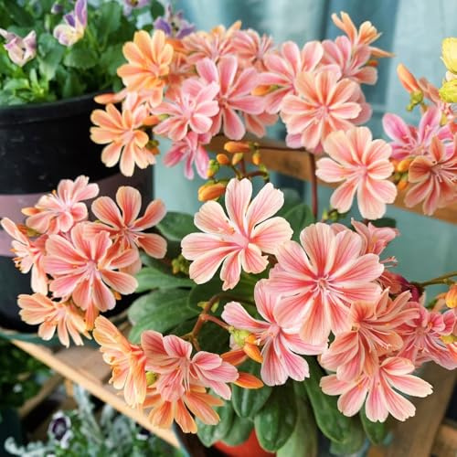 Semi di cotiledone Lewisia-semi di,in vaso Decorazione per ufficio,bellissimi luminosi Le da giardino sono perenni resistenti 300pcs